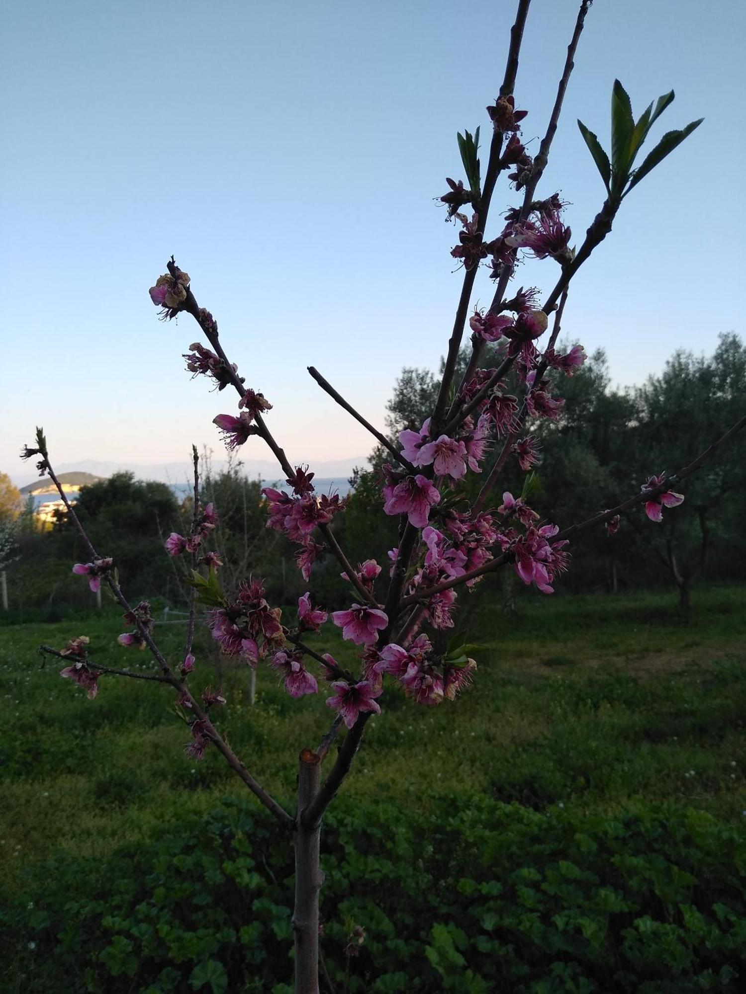 Martha'S Villa Nea Iraklitsa المظهر الخارجي الصورة